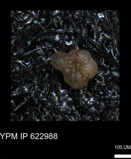undet. Globigerinina