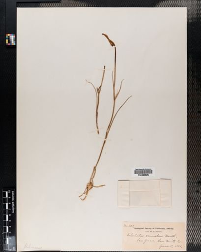 Calochortus