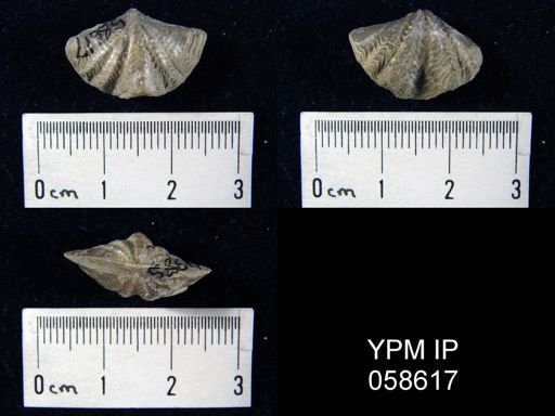 Megakozlowskiella perlamellosa