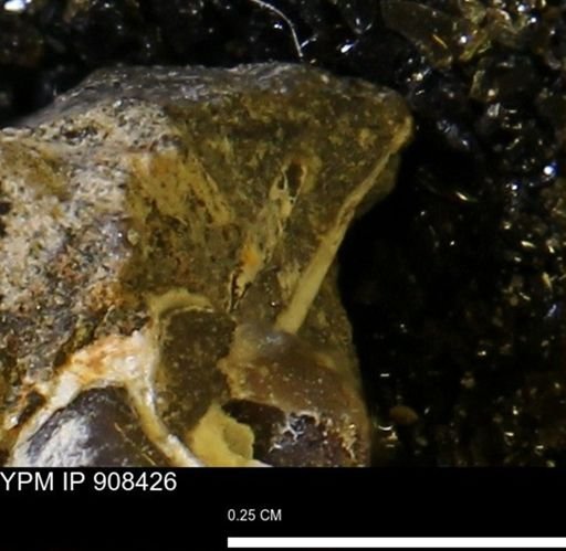 undet. Mollusca
