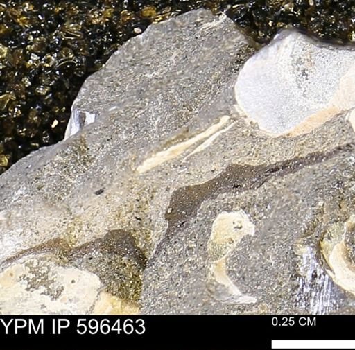 undet. Mollusca