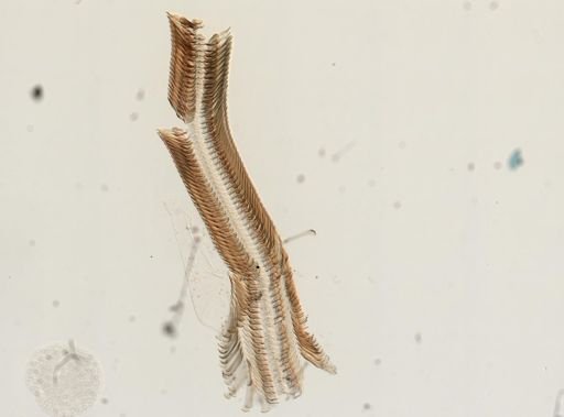 Elimia virginica