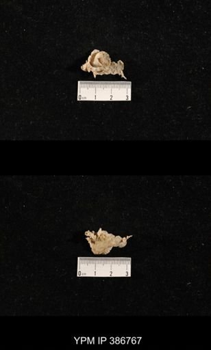 Streptorhynchus pyramidale?