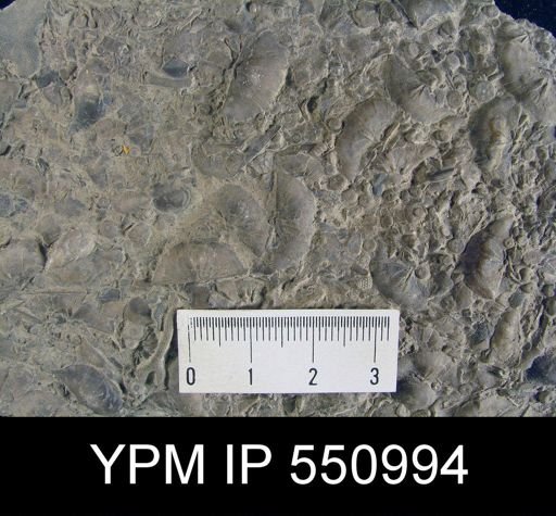 Plectambonites sericeus