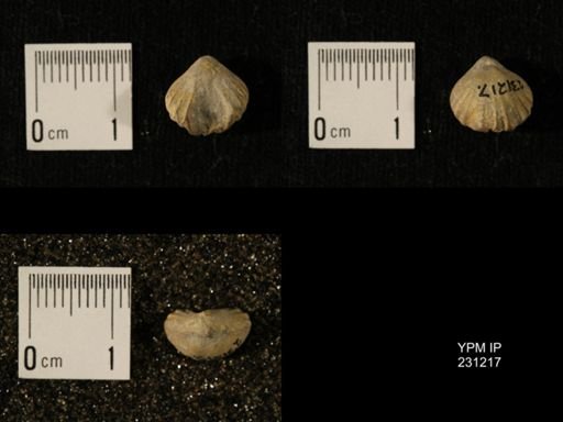 Wellerella osagensis