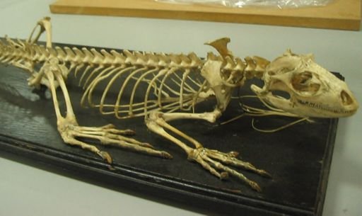 Iguana iguana