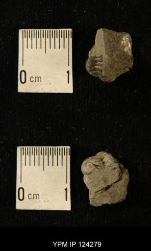 Phacops rana