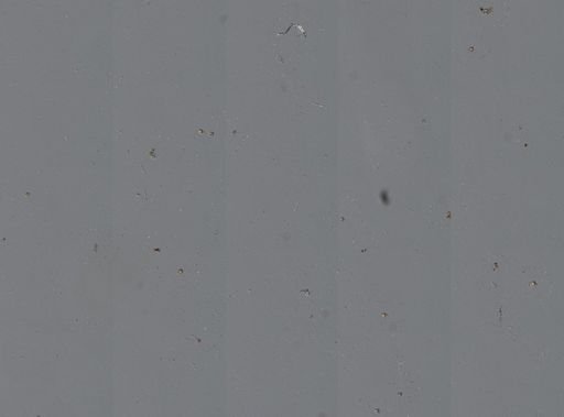 Chondrilla nucula