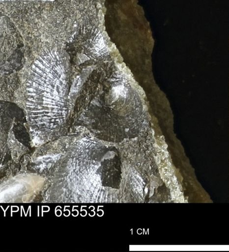 Oxytoma (Hypoxytoma) nebrascana