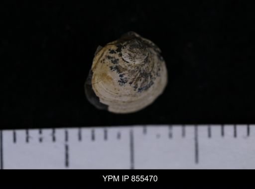 Limopsis striatopunctatus