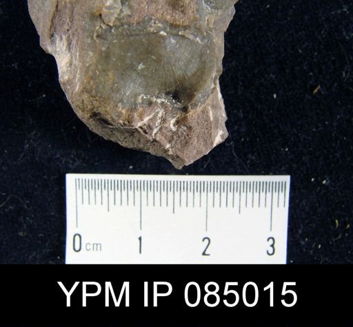Amphistrophia peroccidens
