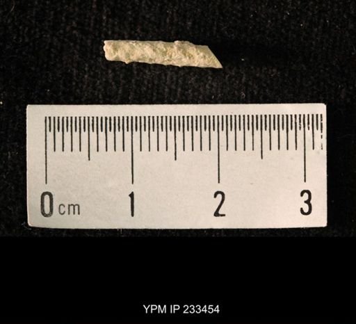 Archaeocidaris sp.