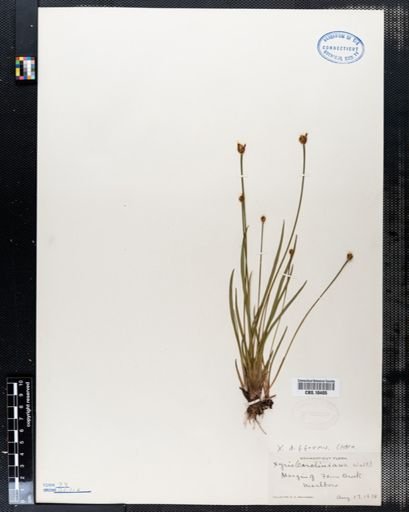 Xyris difformis
