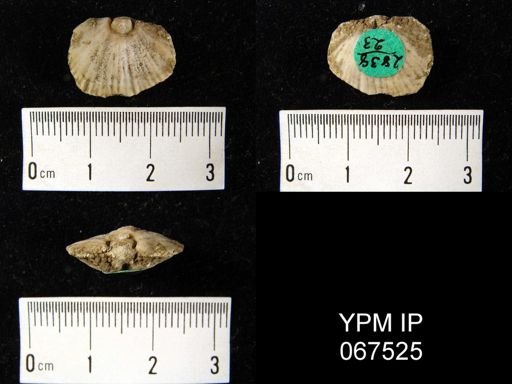 Orthostrophia strophomenoides
