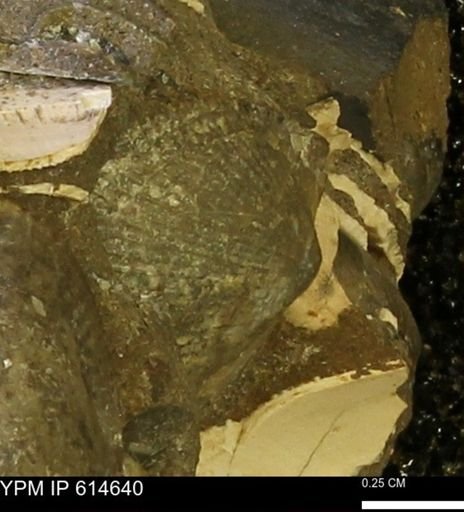 Oxytoma (Hypoxytoma) nebrascana
