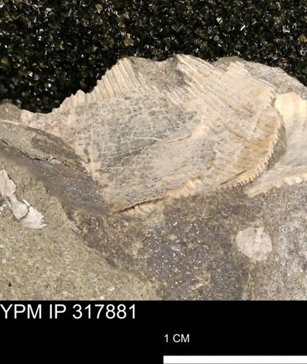 Hoploscaphites sp.