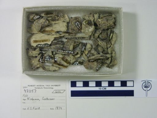 undet. Actinopterygii