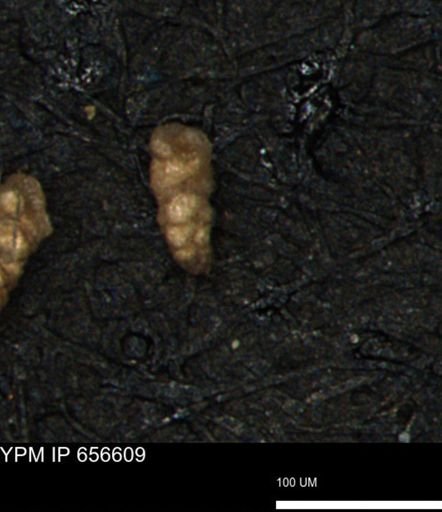 Verneuilina canadensis