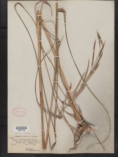 Spartina pectinata