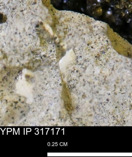 undet. Mollusca