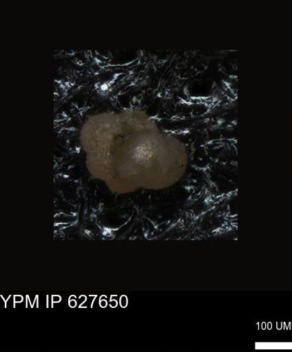 undet. Foraminiferida