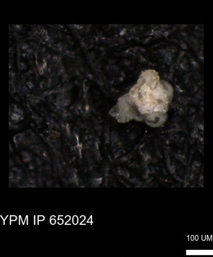 undet. Foraminiferida