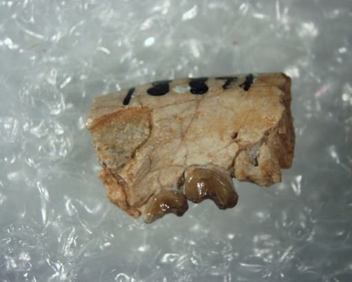 Absarokius abbotti