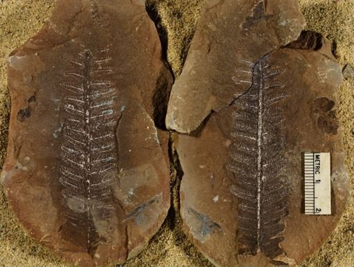 Pecopteris sp.
