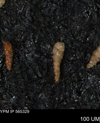 Verneuilinoides kansasensis