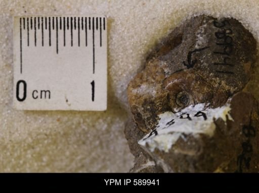 Hoploscaphites comprimus