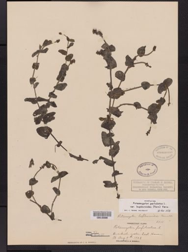 Potamogeton perfoliatus bupleuroides
