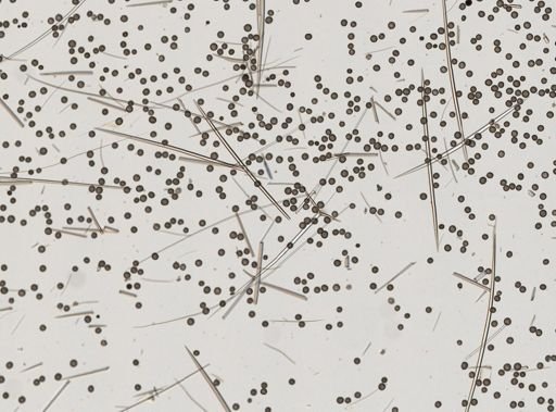 Geodia