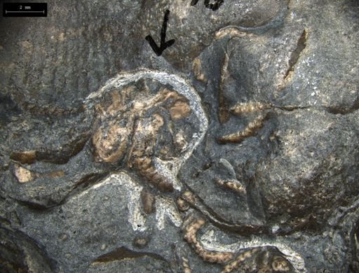 Aplocoma damesii