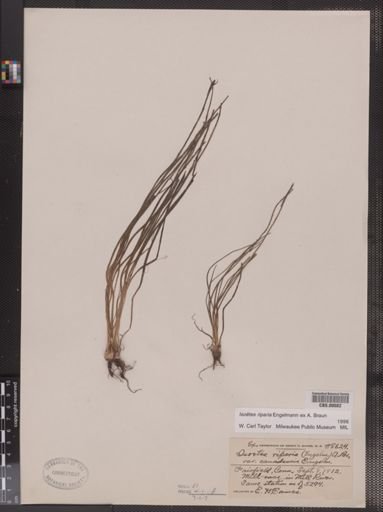 Isoetes riparia