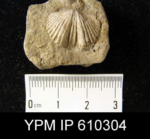 Platystrophia biforata