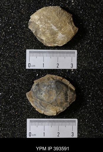 Ostrea glabra