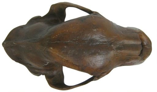 Arctodus simus