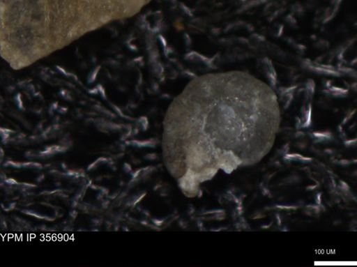 undet. Foraminiferida