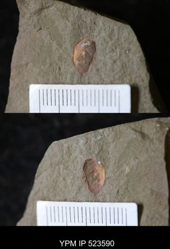 undet. Aglaspida