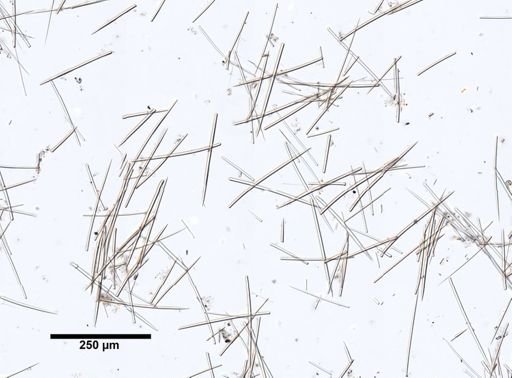 Clathria prolifera