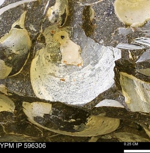 Limopsis striatopunctatus