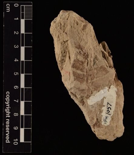 Cladophlebis johnstoni