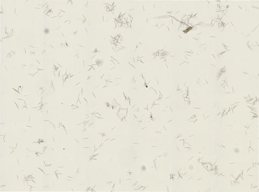 Haliclona oculata
