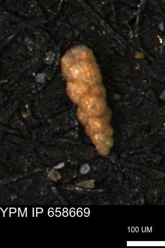 Verneuilinoides kansasensis