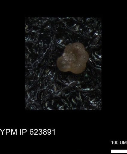 undet. Rugoglobigerinidae