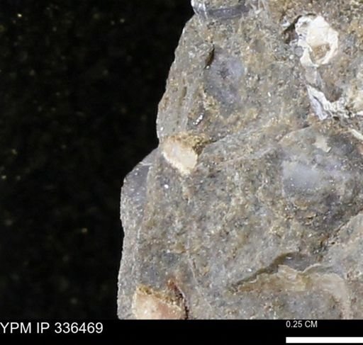 undet. Mollusca