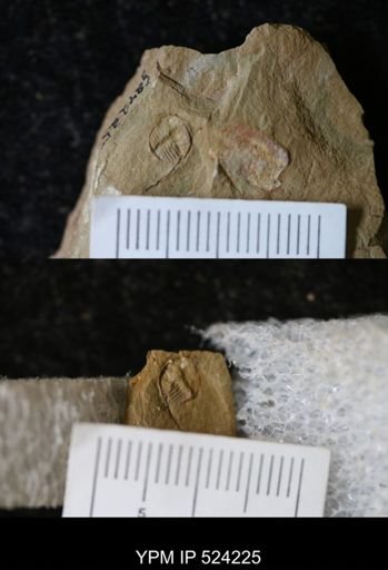 Cryptolithus sp.