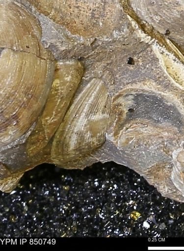 Limopsis striatopunctatus