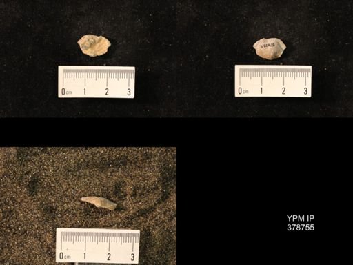 Marginifera wabashensis