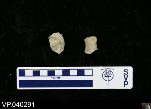 Clidastes sp.